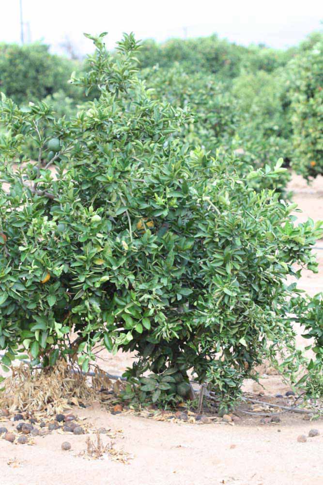            Habit (Riverside, CA)   